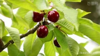 从<strong>树上</strong>收集樱桃，用剪枝钳或园艺剪刀收集春天的新鲜水果